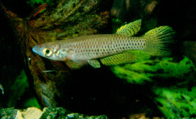 Epiplatys neumanni