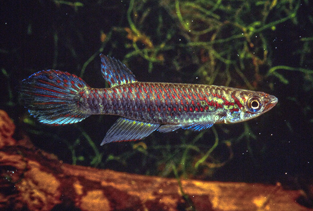 Epiplatys njalaensis