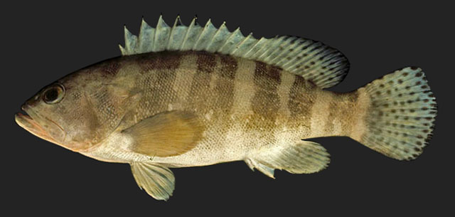 Epinephelus sexfasciatus