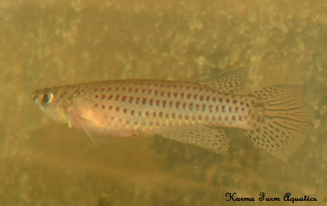 Epiplatys singa