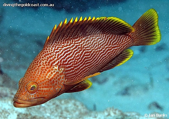 Epinephelus undulatostriatus