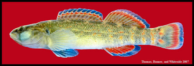 Etheostoma artesiae