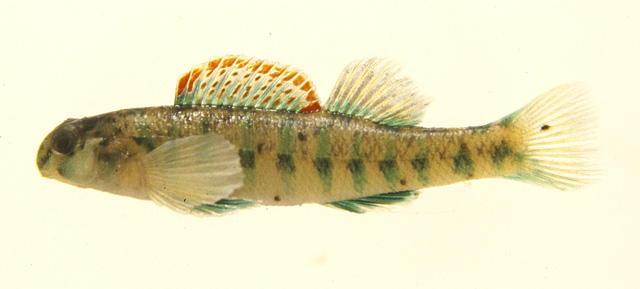 Etheostoma baileyi