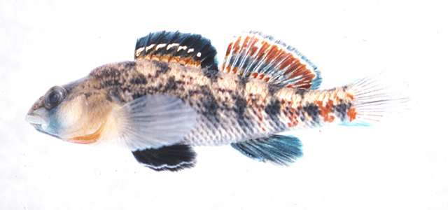 Etheostoma bison