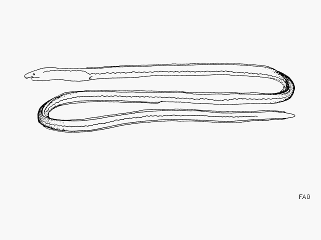 Ethadophis byrnei
