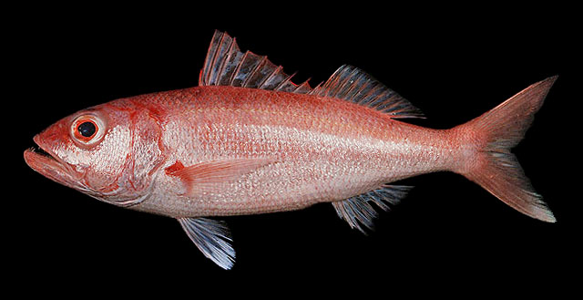 Etelis carbunculus