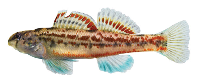Etheostoma gurleyense