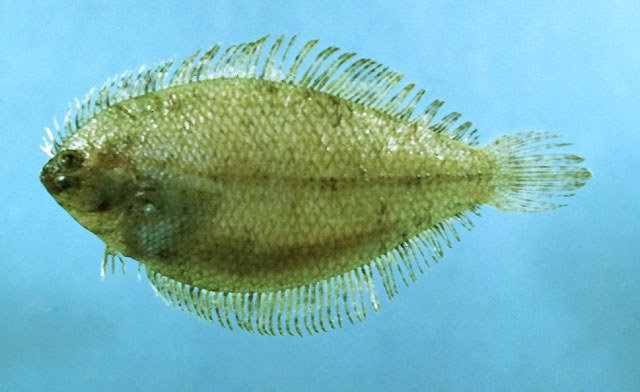 Etropus microstomus