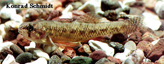 Etheostoma microperca