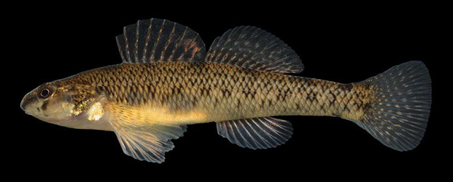 Etheostoma nigrum