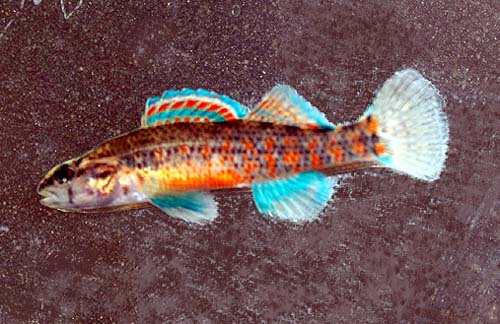 Etheostoma nuchale