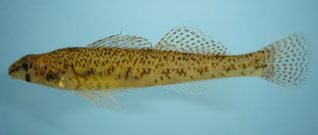 Etheostoma olmstedi