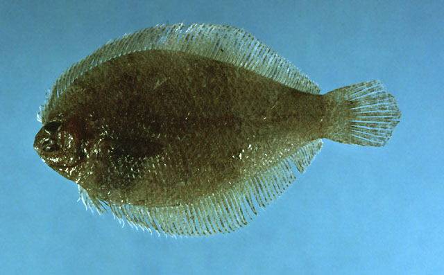 Etropus rimosus