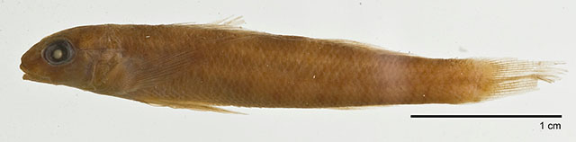 Etheostoma rupestre