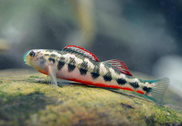 Etheostoma simoterum