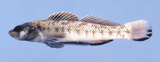 Etheostoma smithi