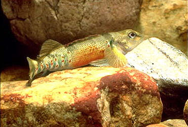 Etheostoma variatum