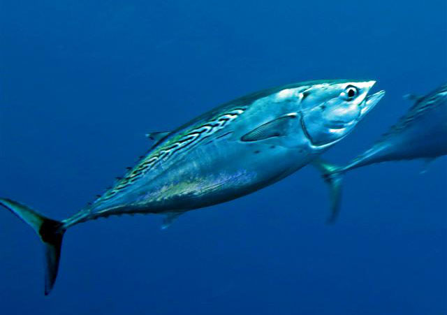 Euthynnus alletteratus
