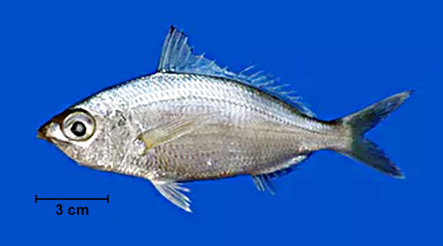 Eucinostomus argenteus