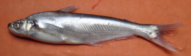 Eutropiichthys murius