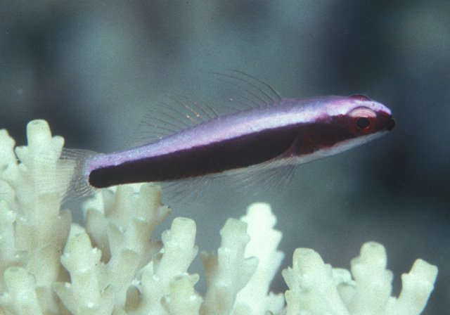 Eviota dorsopurpurea