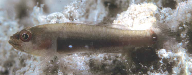 Eviota partimacula