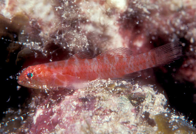 Eviota rubra