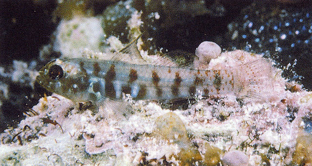 Eviota zonura