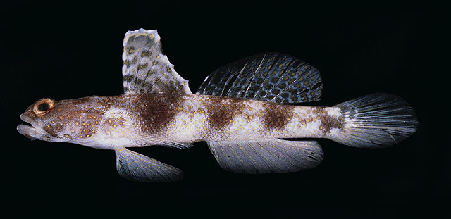 Tomiyamichthys latruncularius