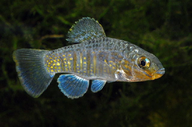 Floridichthys polyommus