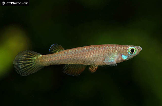 Foerschichthys nigeriensis