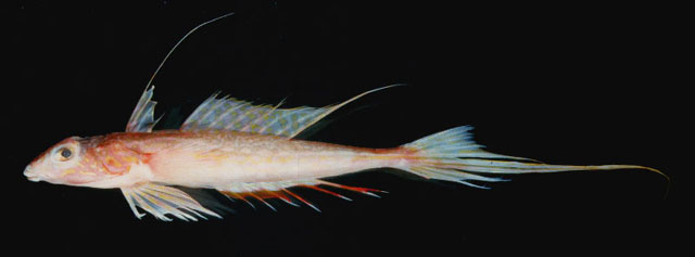 Synchiropus goodenbeani