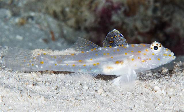 Fusigobius pallidus