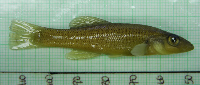 Fundulus seminolis