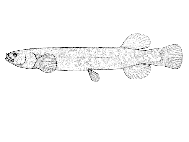 Neochanna cleaveri