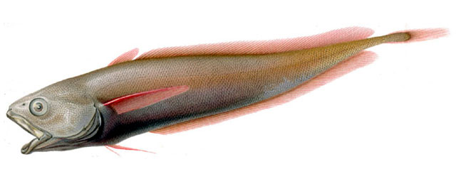 Gadella edelmanni