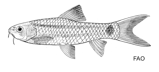 Garra fisheri