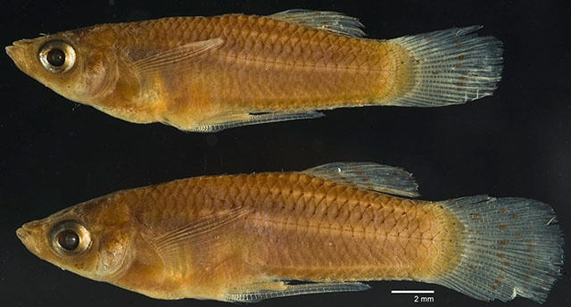 Gambusia nicaraguensis