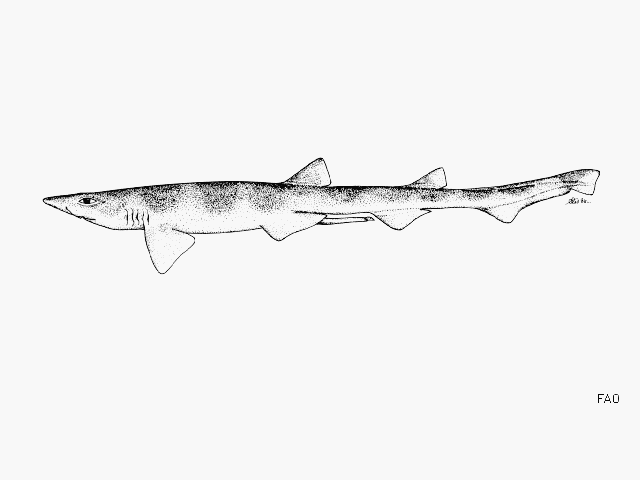Galeus nipponensis