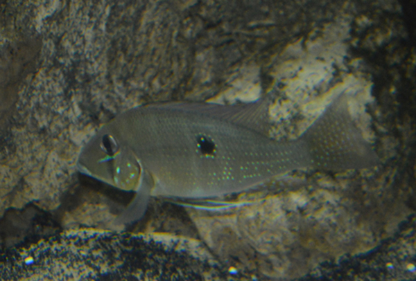 Geophagus argyrostictus