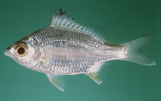 Gerres limbatus