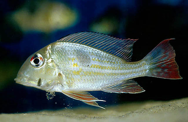 Geophagus proximus