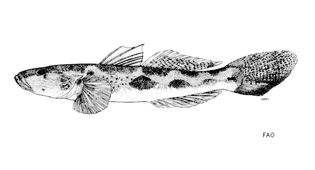 Glossogobius koragensis