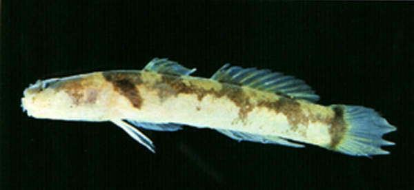 Gobiopsis arenaria