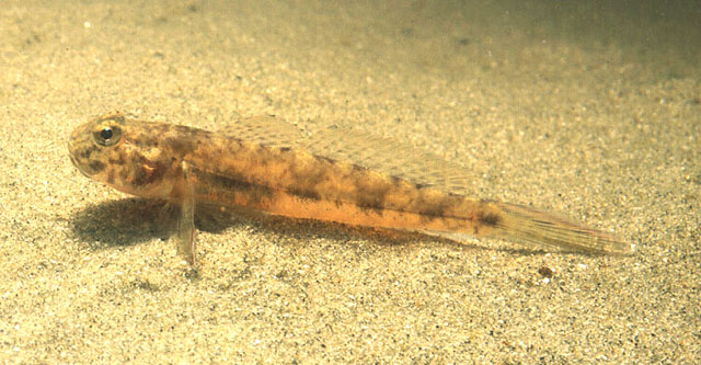 Ctenogobius boleosoma