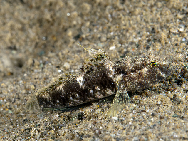 Gobius bontii