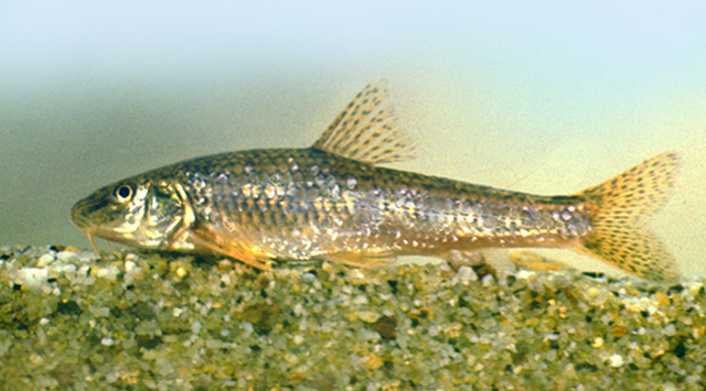 Gobio carpathicus