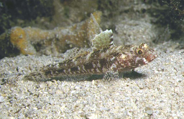 Gobius cruentatus