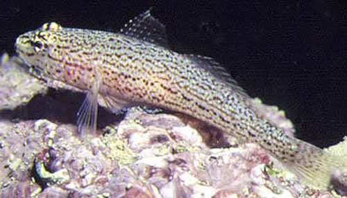 Gobius fallax