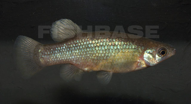 Goodea gracilis